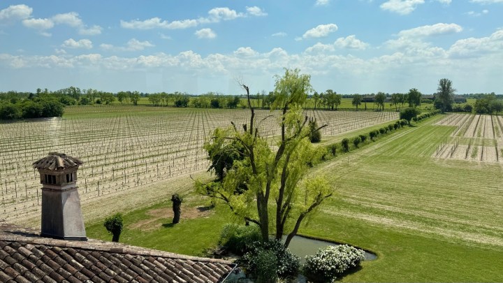A panoramic view of a vineyard in Friuli, Italy, featuring neatly arranged rows of grapevines, lush greenery, and a clear blue sky with fluffy clouds.