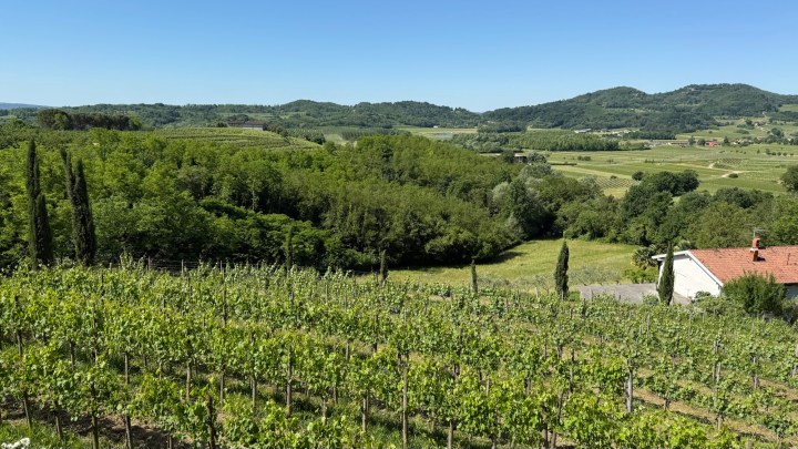A scenic view of a vineyard in Brda, Slovenia, showcasing rows of grapevines with lush greenery and rolling hills in the background under a clear blue sky.