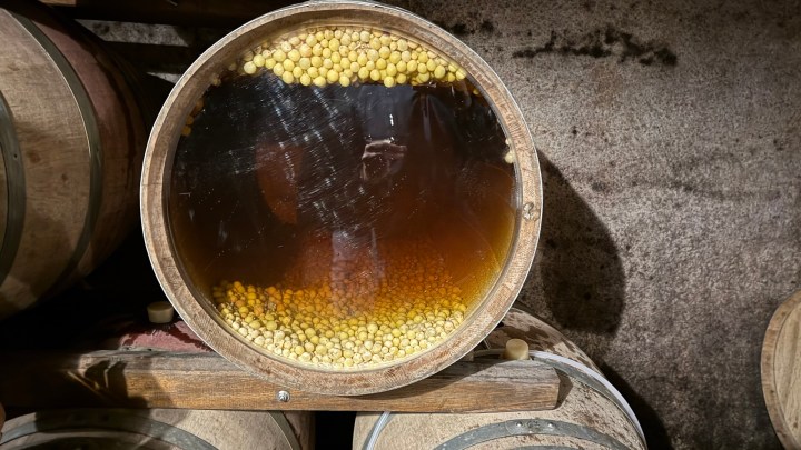 Inside a wooden barrel, a clear liquid is visible, layered with floating yellow sediment, showcasing a winemaking process.