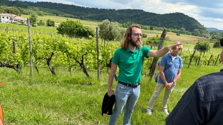 A vineyard tour guide speaking to visitors in a lush green vineyard, with a mountainous backdrop and rows of grapevines sprawling in the foreground.