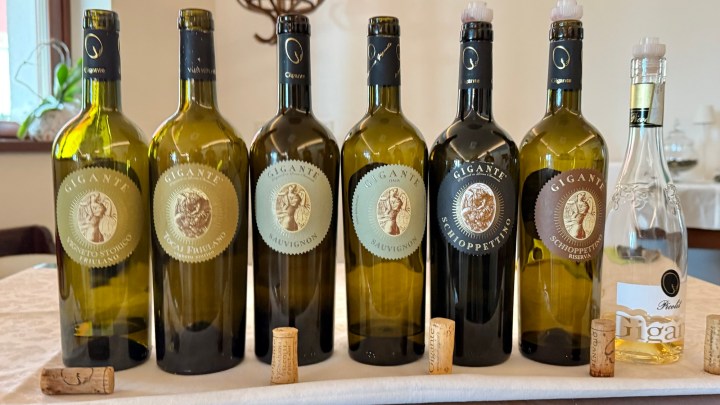 A display of six wine bottles from the Gigante winery, including varieties such as Friulano, Sauvignon, and Schioppettino, arranged on a table with corks visible.
