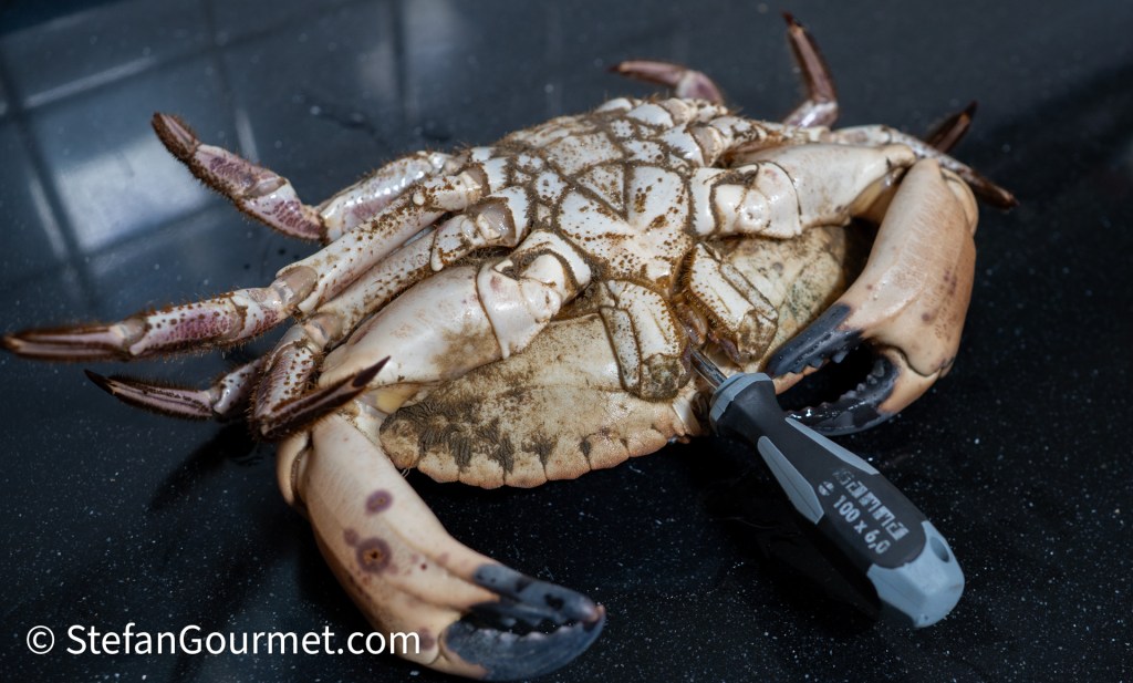 Close-up of a live crab sitting on a black surface with a tool beside it.