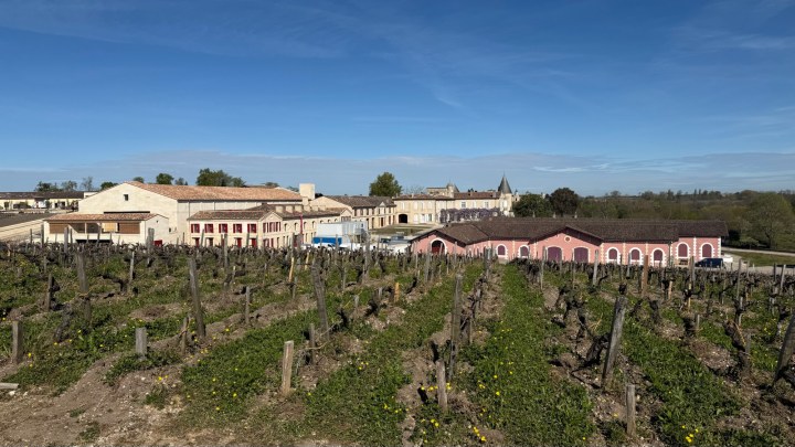 A scenic view of a vineyard with rows of grapevines and buildings in the background under a clear blue sky.