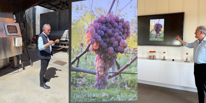 A man gesturing in a winery, with a picture of a cluster of Balciana grapes displayed on a monitor nearby.