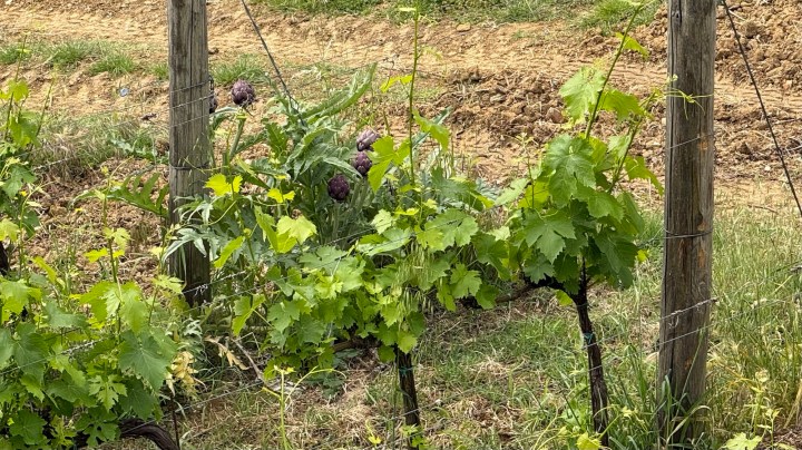 Vineyard scene featuring green grapevines growing along wooden posts, with artichokes visible in the background.