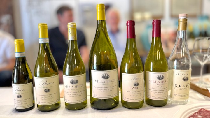 A selection of wine bottles displayed on a table, featuring several varieties from Villa Bucci, including white and red wines, along with a clear bottle of grappa.